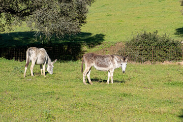 Naklejka na ściany i meble Green meadow with donkeys grazing and looking at the camera.