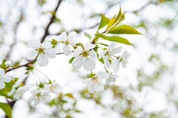 Blooming apple tree background. Close-up of white flowers of an apple tree against the sky, selective soft focus. Abstract natural background. Copy space. Template for postcards.