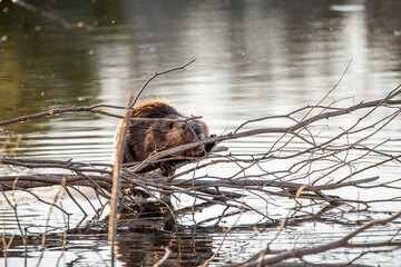 One beaver seen on the side of a lake in Yukon, Canada during spring time with branches, stick surrounding while chewing on wood.  © Scalia Media