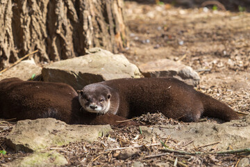 River otter - Lutra lutra lies on stones in front of a tree. Small aquatic furry animal.