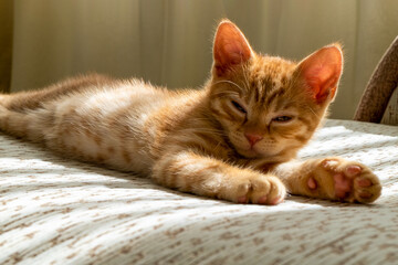 Fototapeta na wymiar A small beautiful red tabby kitten falls asleep on the couch and squints at the camera. Close-up, front view, selective focus.
