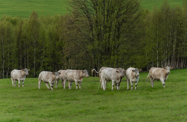 Fototapeta na wymiar White cows with golden suit on green pasture land near Nejdek town
