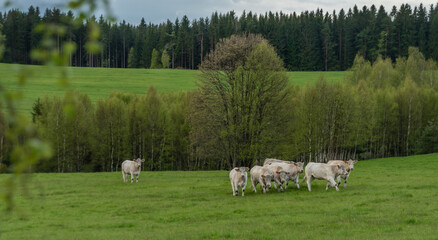 White cows with golden suit on green pasture land near Nejdek town