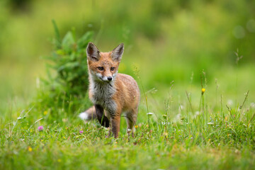 Naklejka na ściany i meble Little red fox, vulpes vulpes, puppy walking on blooming glade in summer. Young mammal moving on meadow in sunlight. Orange cub marching on blossom grassland.