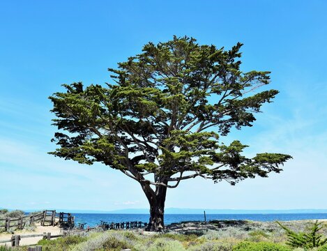 A lone, solitaire, Monterey Cypress tree stands near the beach along the sand dunes of  Monterey Bay California, USA, with the Pacific Ocean in the background.