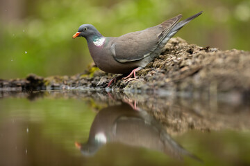Common wood pigeon, columba palumbus, standing on ground with reflection in water. Grey bird leaning over surface on riverside. Feathered animal in summer forest.