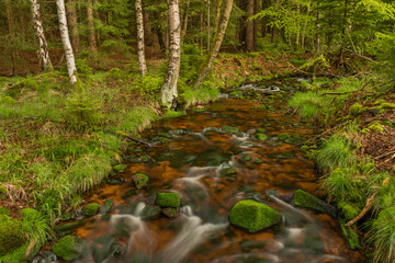 Skrivan color creek in Krusne mountains in spring morning after rain