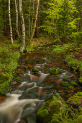 Skrivan color creek in Krusne mountains in spring morning after rain