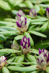 Purple Rhododendron flower bud
