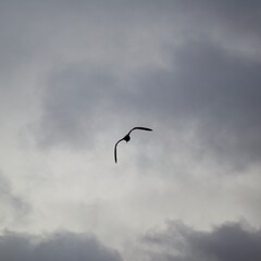 Grau02