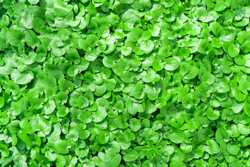 Green natural background of fresh green leaves