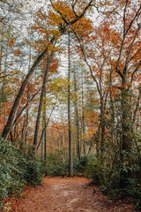 Hiking the trails of DuPont State Recreational Forest surrounded by a forest of colorful fall foliage, Hendersonville, North Carolina, USA.