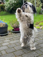 Havaneser macht Männchen / Dog / Havaneser