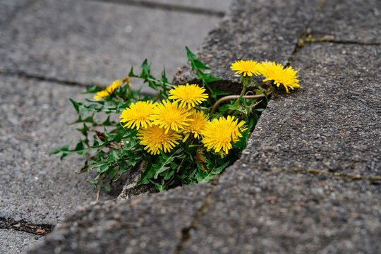 L&ouml;wenzahn am Stra&szlig;enrand