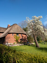 Birnenbaum, Blüte, Haus