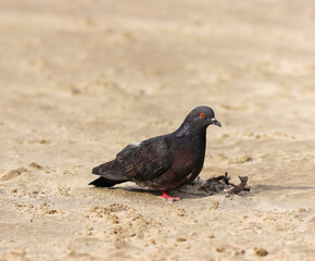 A blue pigeon sits on a sandy beach