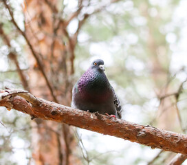 A blue pigeon sits on a pine branch in the forest