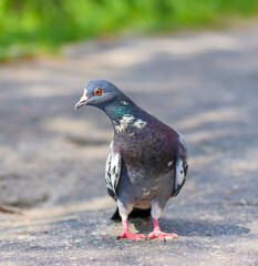 Ordinary urban blue pigeon close-up
