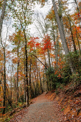 Fototapeta premium Hiking the trails of DuPont State Recreational Forest surrounded by a forest of colorful fall foliage, Hendersonville, North Carolina, USA.