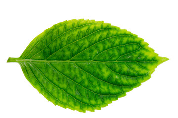 Obraz premium Macro shots, Beautiful nature scene. Closeup beautiful Frame fresh leaf background.