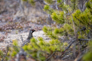 Rock ptarmigan seen in wild, natural environment during spring time in northern Canada peeking out behind vegetation. 