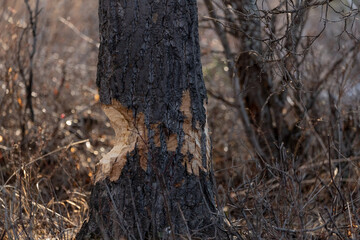 Tree in natural environment in boreal forest of Canada that has been chewed by a beaver on both sides of the flora. 