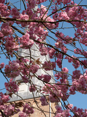 Japanische Kirsche, rosa,  Blüte, Kirche, Frühling