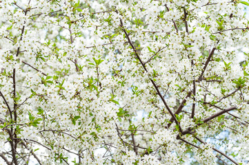 Blooming apple tree. White flowers apple tree background, selective soft focus. Space for text. Template for postcards.