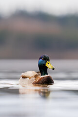 Duck on the water.