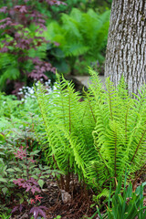 Soft green fern in garden