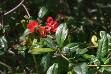 Japanese quince (Chaenomeles japonica) blooms in the spring garden on a blurry green background. Close-up. Large red Japanese quince flowers on curved branches.