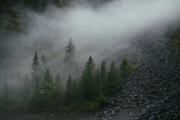 Minimal mountain scenery with low clouds among coniferous trees on steep slope. Minimalist alpine landscape of mountainside with tops of firs in low clouds. Silhouettes of trees in fog on mountain.