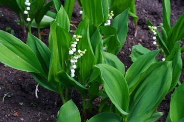 May lily of the valley. Flower. Plant.