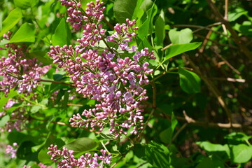 Purple lilac bush. The bush is blooming.