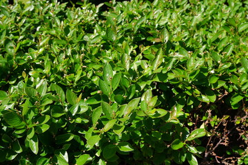 A beautiful green pubescent bush. In the park.