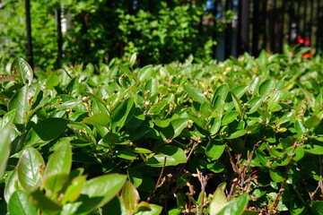 Beautiful green pubescent bush in the park on a blurred background.