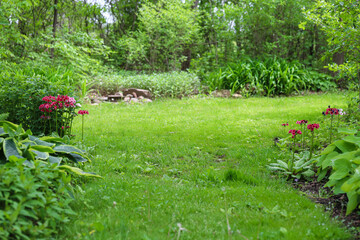Candelabra Primrose blossom in garden