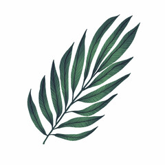 Hand-drawn watercolor illustration. Isolated image, With high resolution for printing on a white background