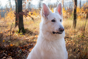 beautiful, happy, funny dog, white shepherd in the park, forest in Autumn, big ears