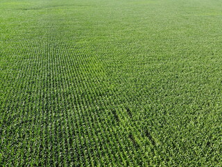 Extensive corn fields, top view. Green farm fields, landscape.