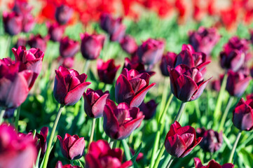 Blooming tulip fields. Bright spring floral background.