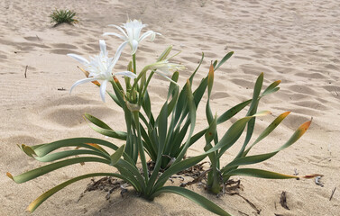 wild white lilies in the dunes in the sands