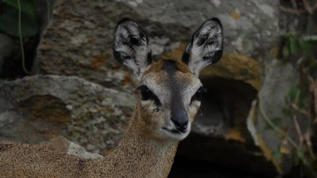 Klipspringer Antelope in its natural environment