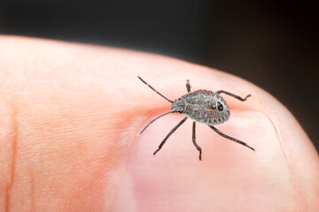 Sucking tick Macro photo on human skin. Ixodes ricinus. Bloated parasite bitten into pink irritated epidermis. Small red drops. Dangerous insect mite. Encephalitis, Lyme disease infection.    