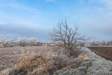 very cold morning, hoarfrost frost on a field with trees and canes in the winter