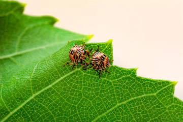 Dangerous insect on human skin. The mite hid in the leaf of the plant, hatched ticks, encephalitis mite. tick protection concept.