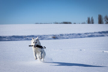 Pies w śniegu, biały owczarek szwajcarski zimą
