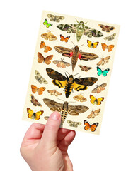 Human hand holding a paper sheet with drawings of moths and butterflies. Isolated on a white...
