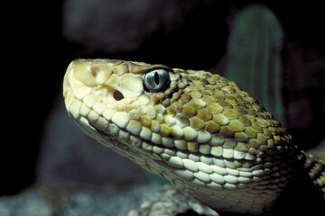 A closeup portrait of a dangerous Mexican West Coast Rattlesnake