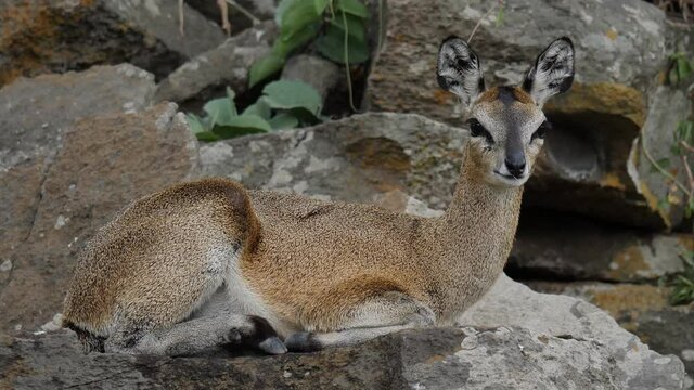 Klipspringer Antelope in its natural environment